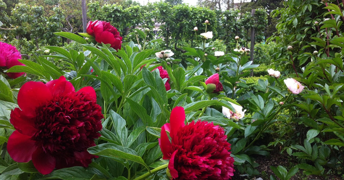 Le jardin des sciences de Dijon | FranceTvPro.fr